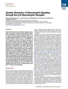 Genetic Dissection of Neurotrophin Signaling through the p75 Neu